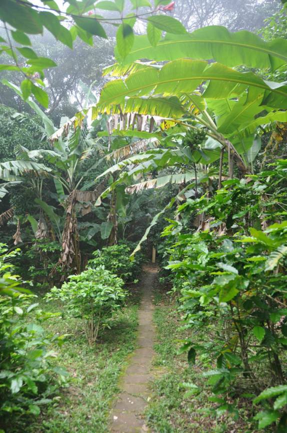 Pés de café e de banana no Sítio do Alemão, em Ubajara - CE